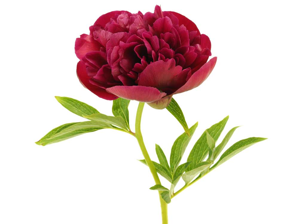 picture of paeony