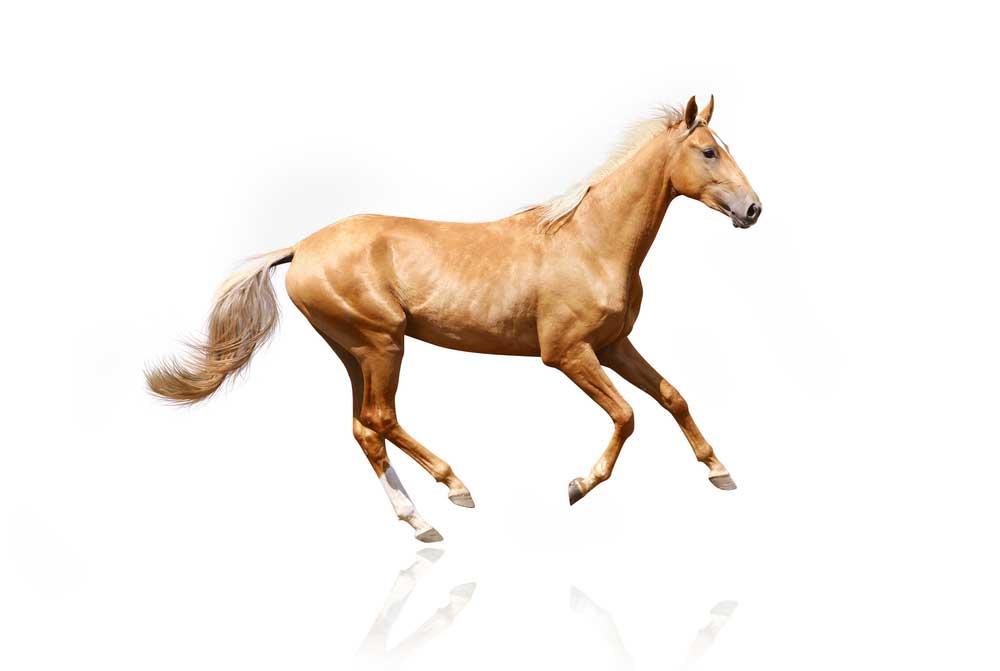 picture of palomino