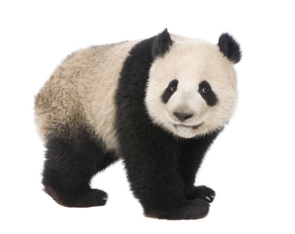 picture of panda