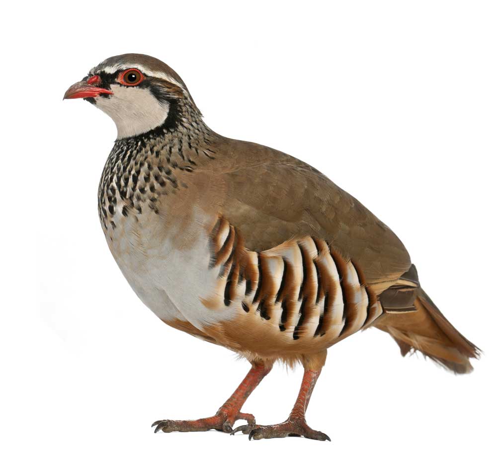 picture of partridge