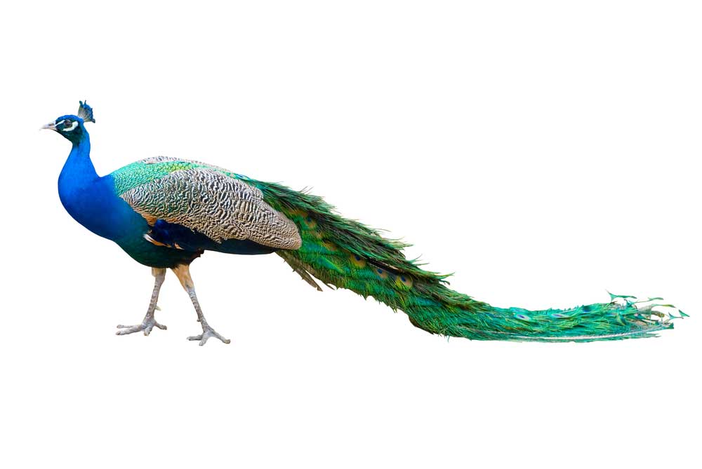 picture of peacock