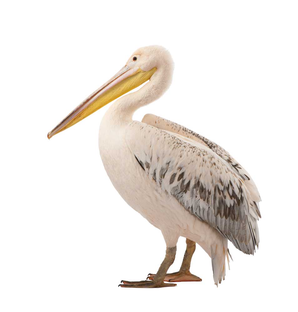 picture of pelican