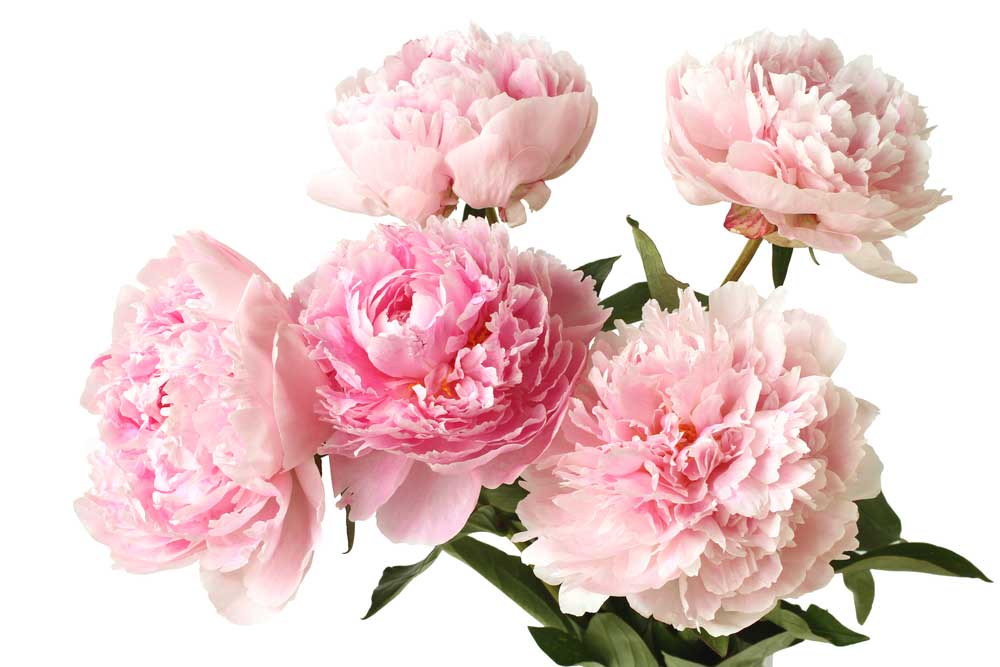 picture of peony