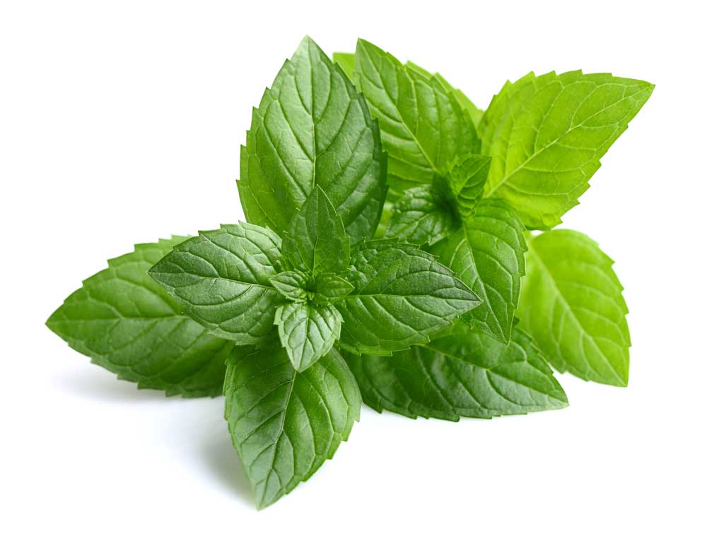 picture of peppermint