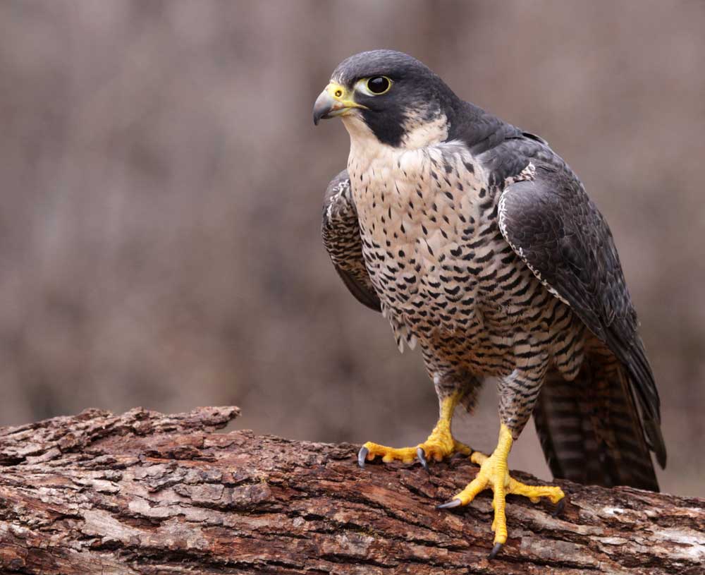 picture of peregrine falcon