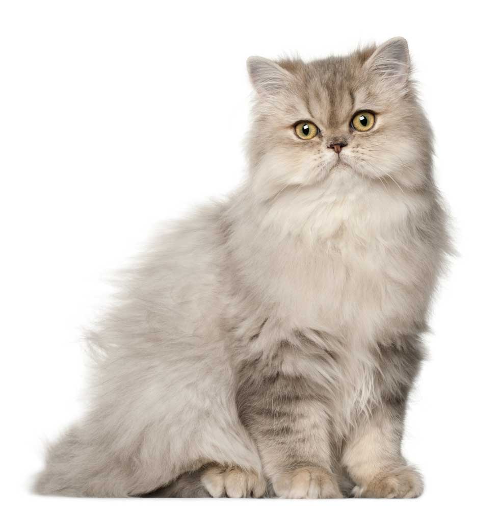 picture of Persian cat