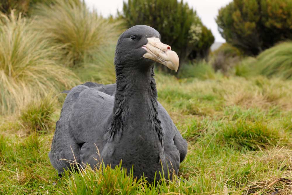 picture of petrel