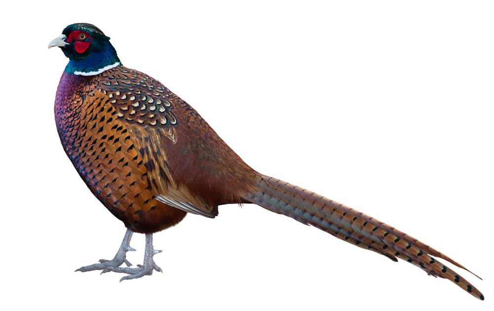 picture of pheasant