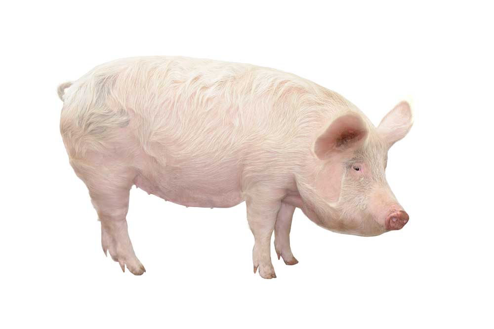 picture of pig