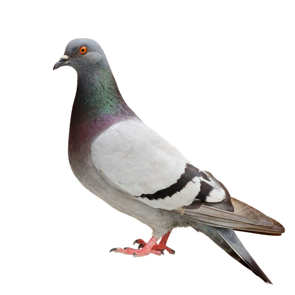 picture of pigeon