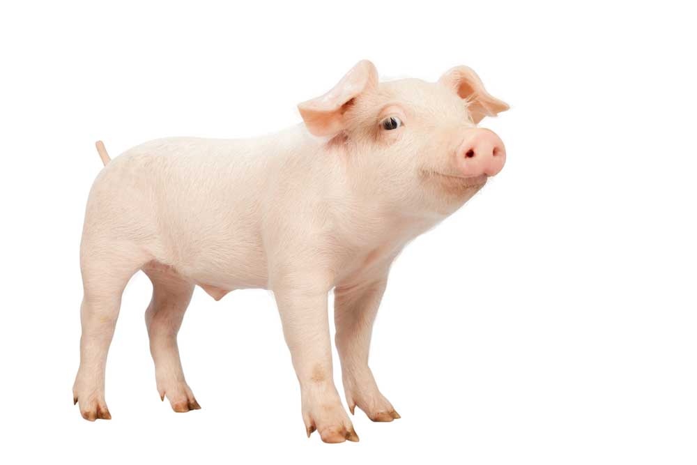 picture of piglet