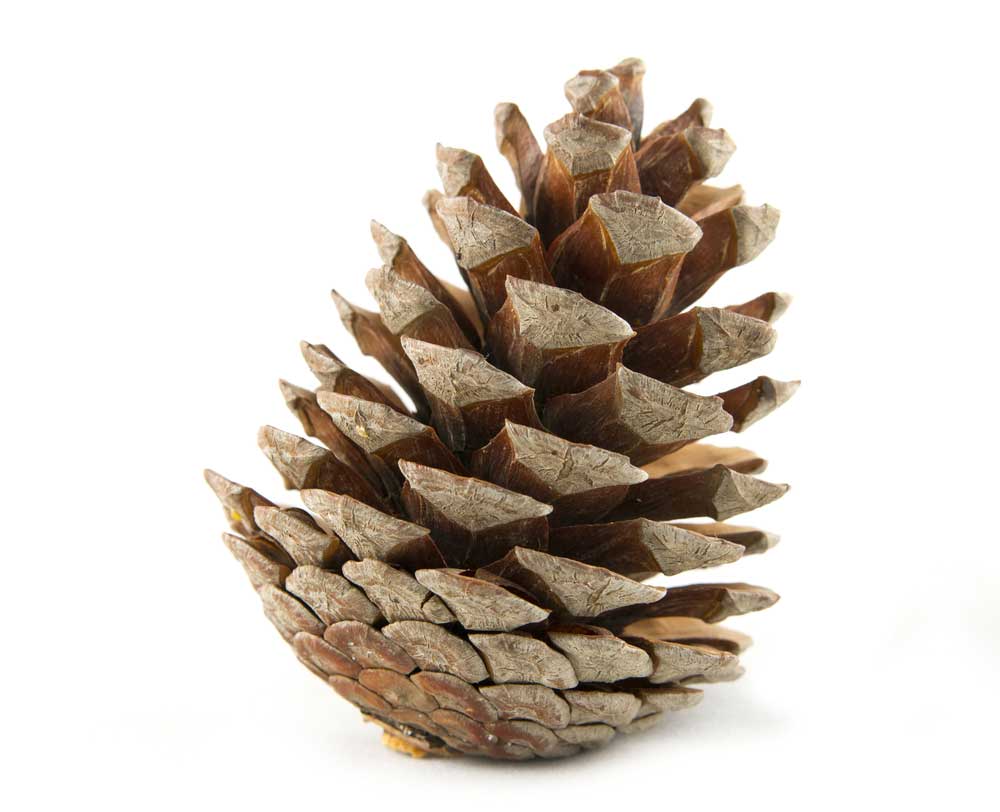 picture of pine-cone