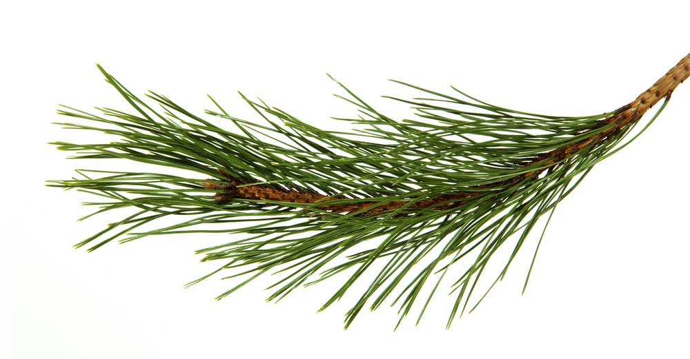 picture of pine-needle