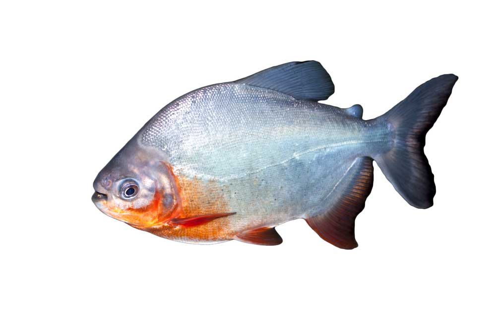 picture of piranha