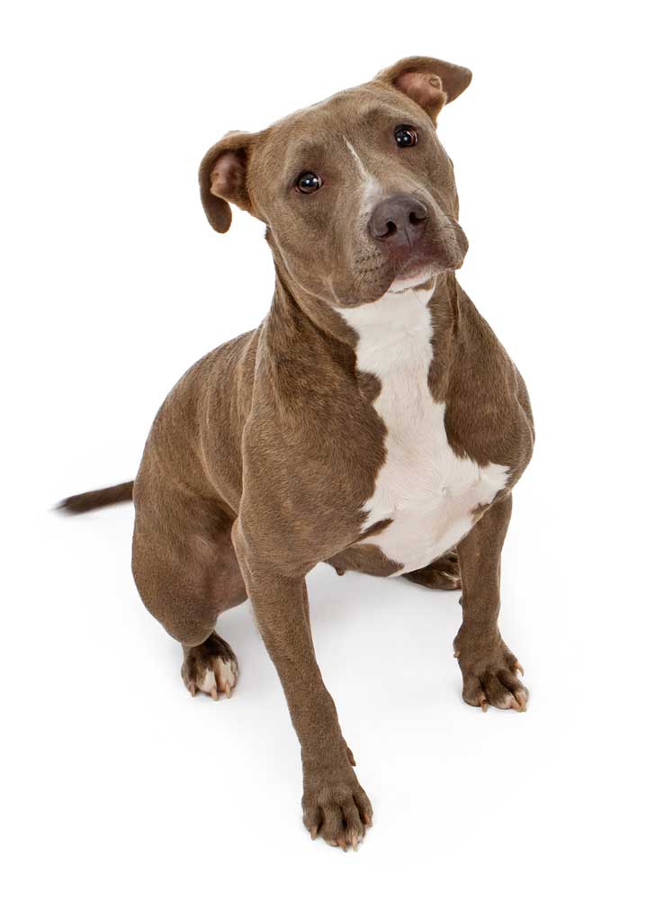 picture of pit bull terrier