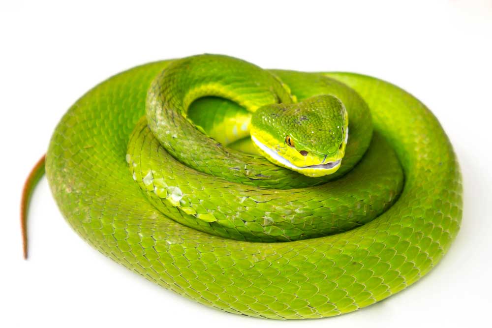 picture of viper