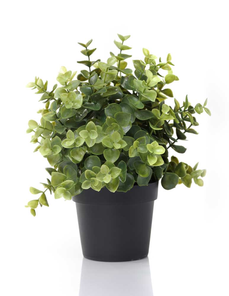 picture of plant