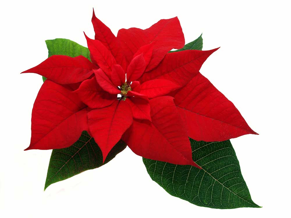 picture of poinsettia