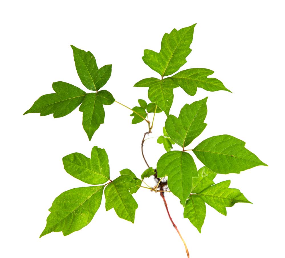 picture of poison-ivy