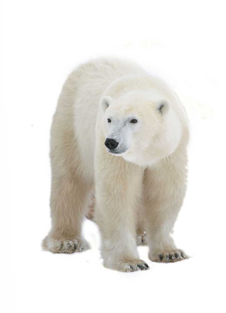 picture of polar bear