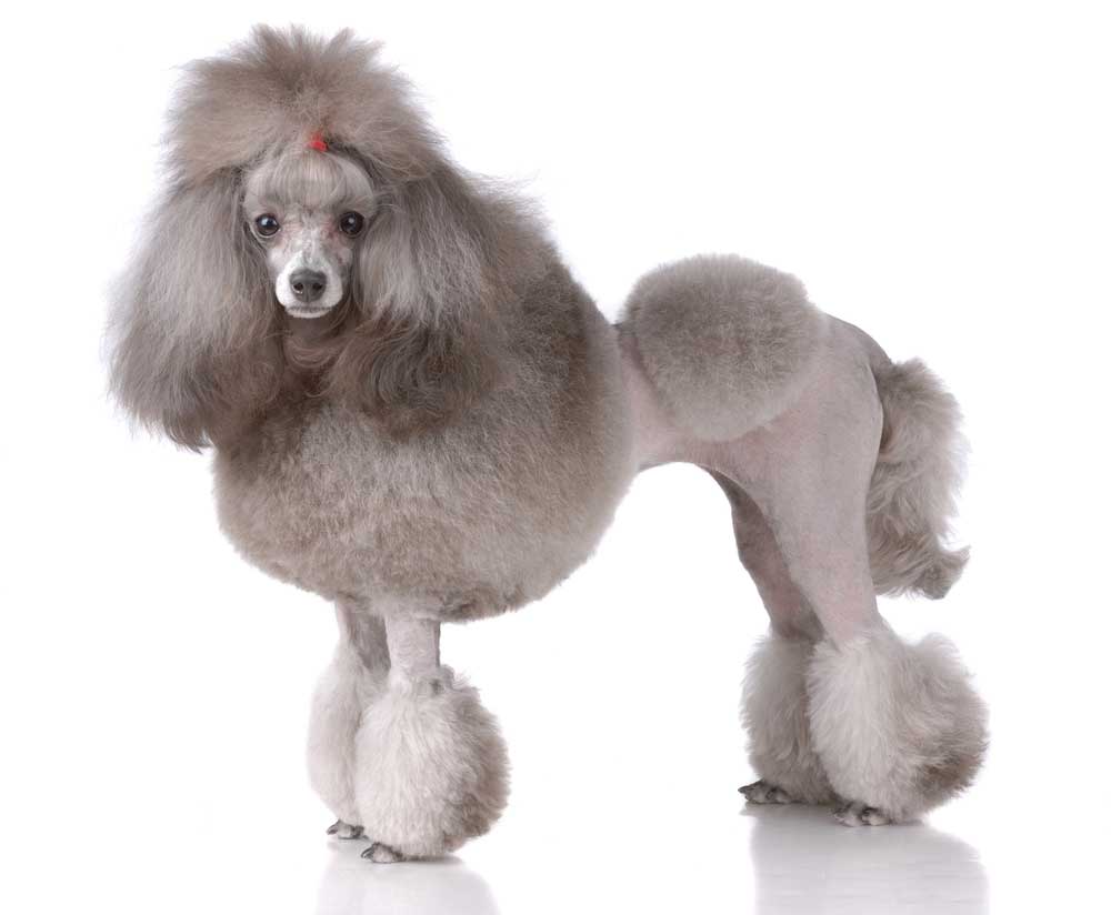 picture of poodle