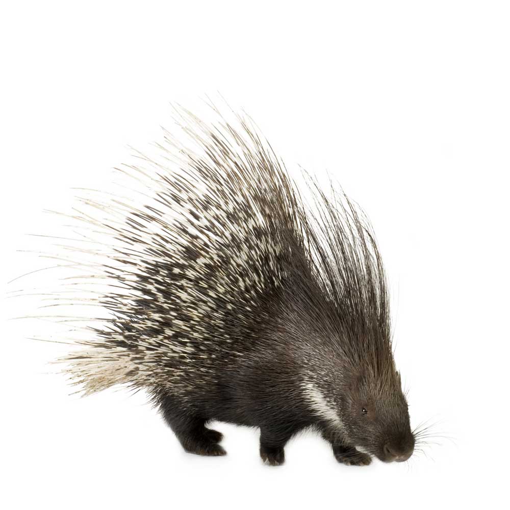 picture of porcupine