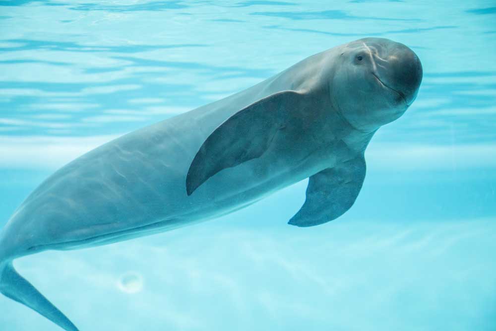 picture of Porpoise