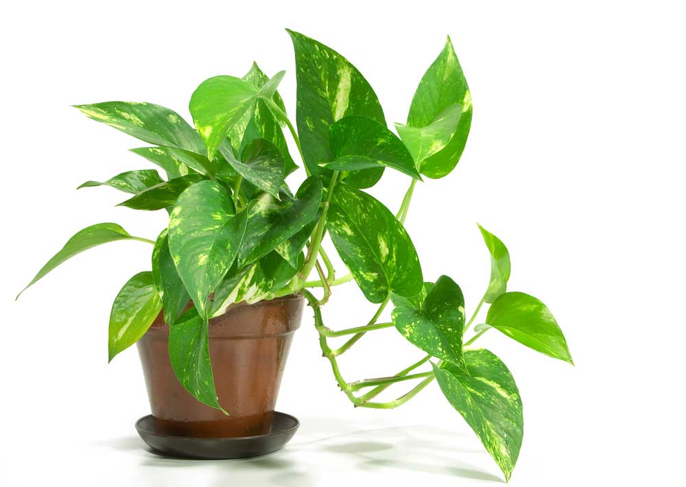 picture of pot-plant