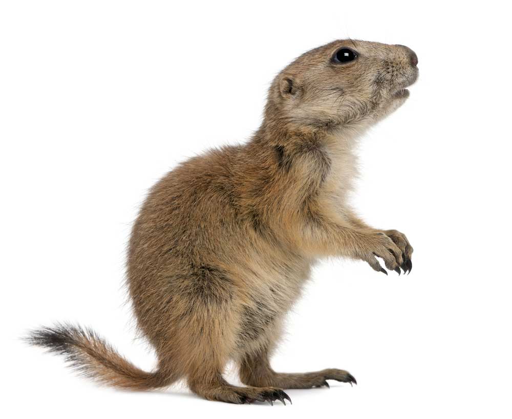 picture of prairie dog