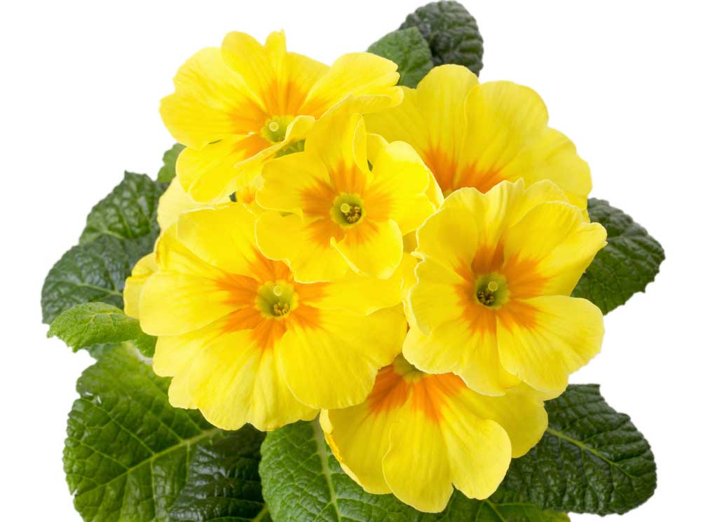 picture of primrose