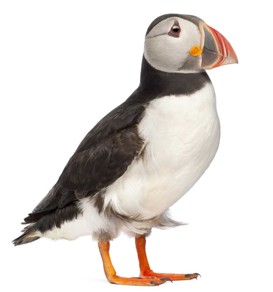 picture of puffin