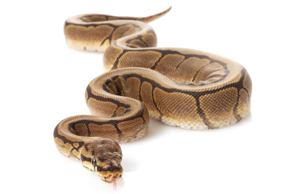 picture of python