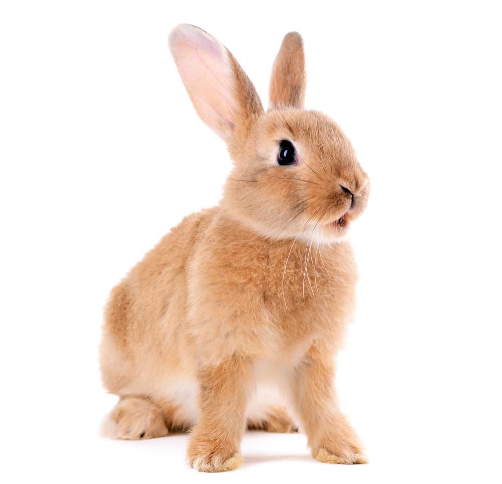 picture of rabbit