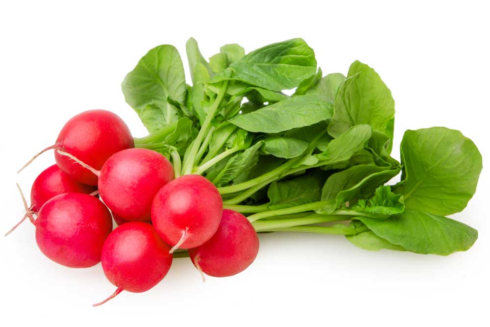 picture of radish