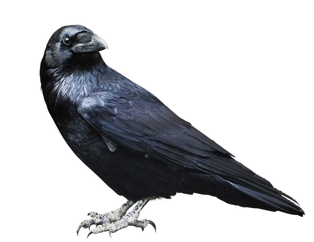 picture of raven