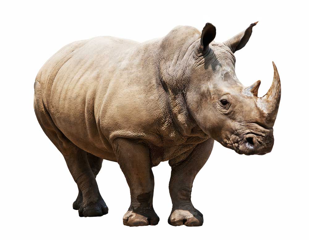 picture of rhinoceros