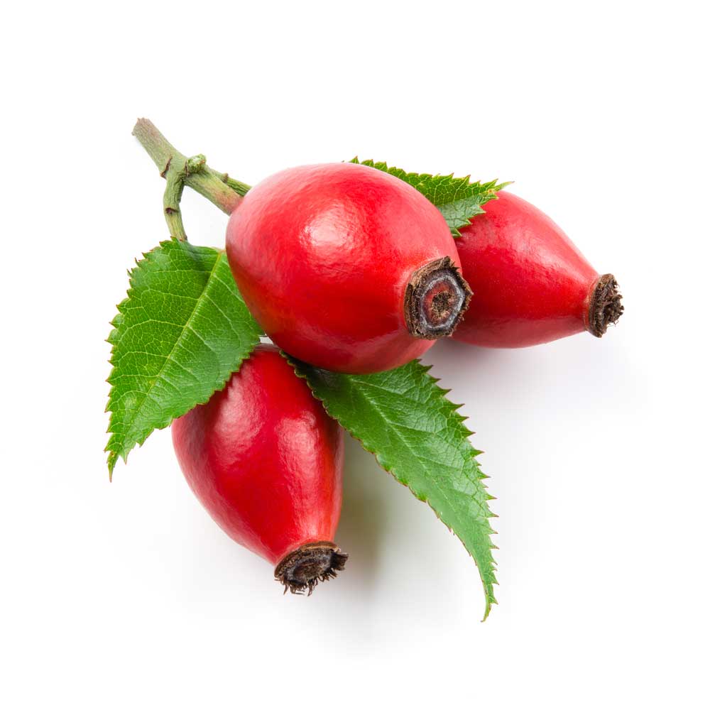 picture of rosehip