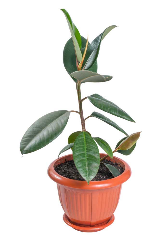 picture of rubber-plant