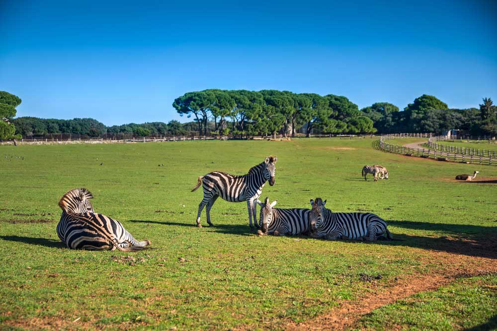 picture of safari park