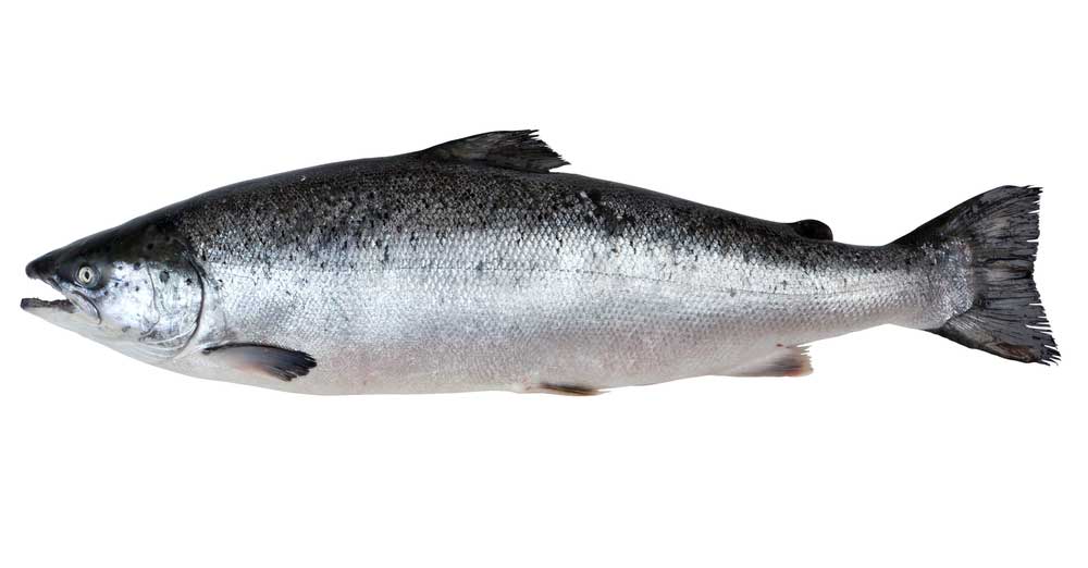 picture of salmon