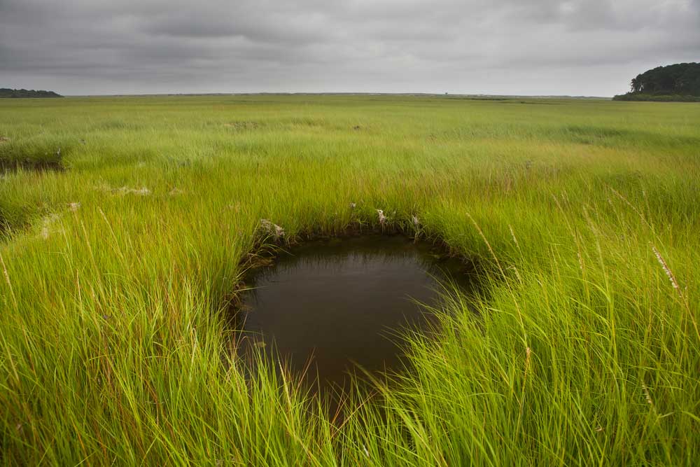 picture of salt marsh