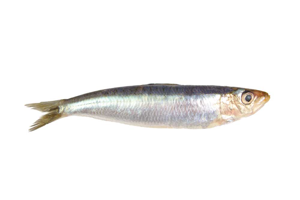 picture of sardine