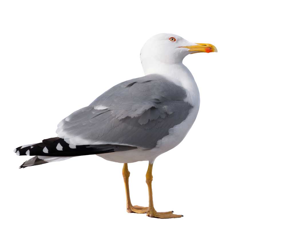 picture of seagull