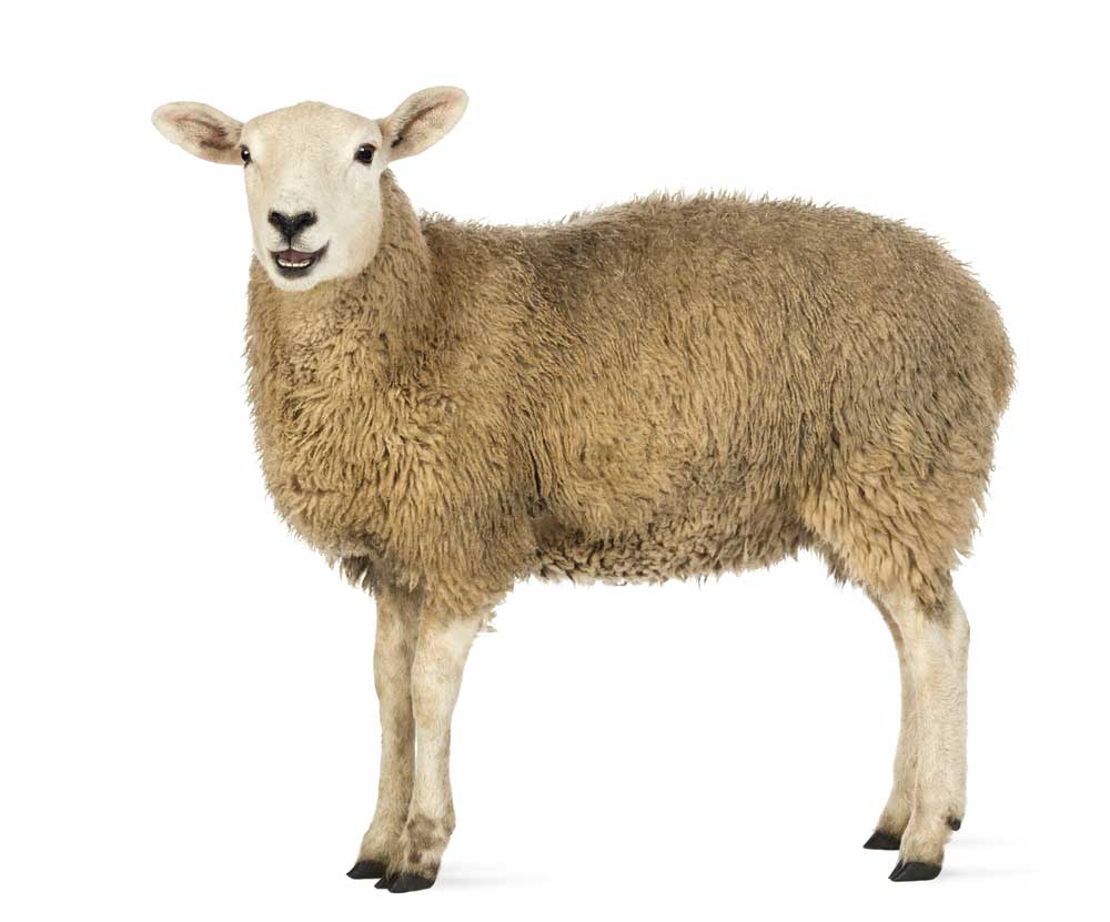 picture of sheep