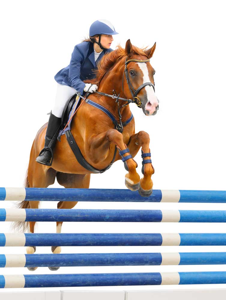 picture of show-jumper