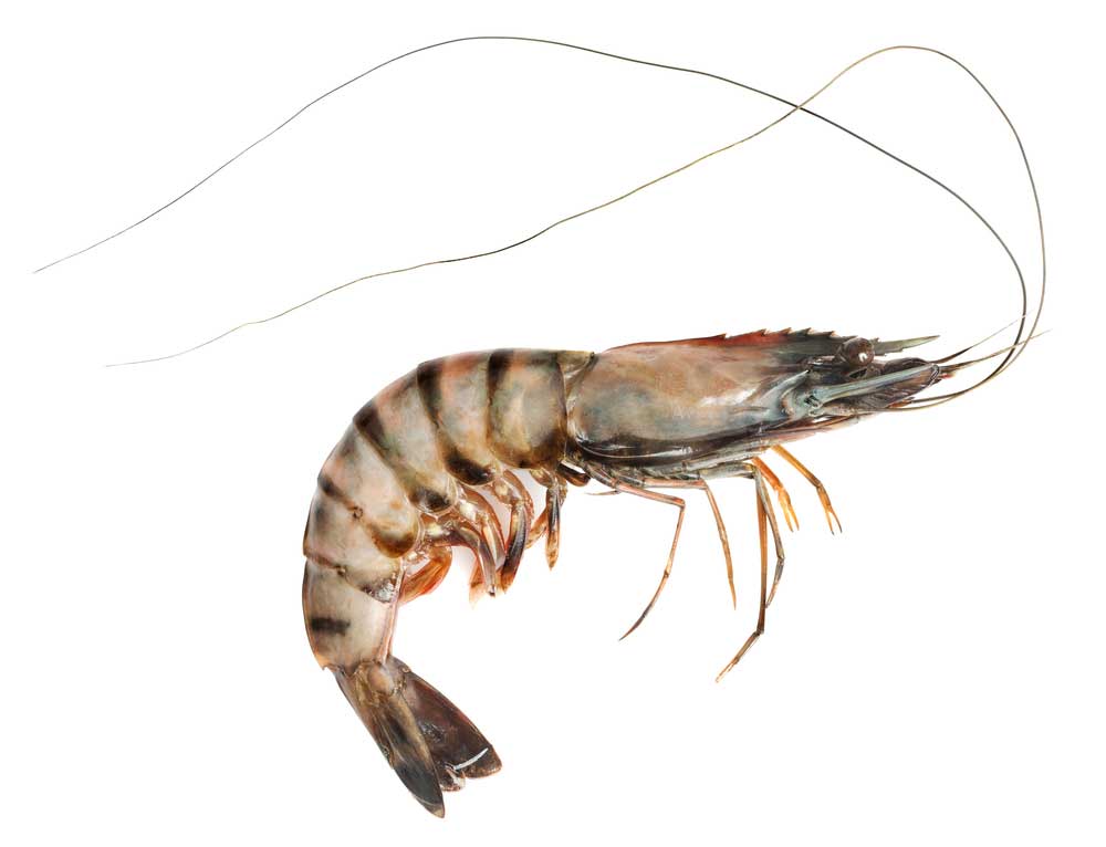 picture of shrimp