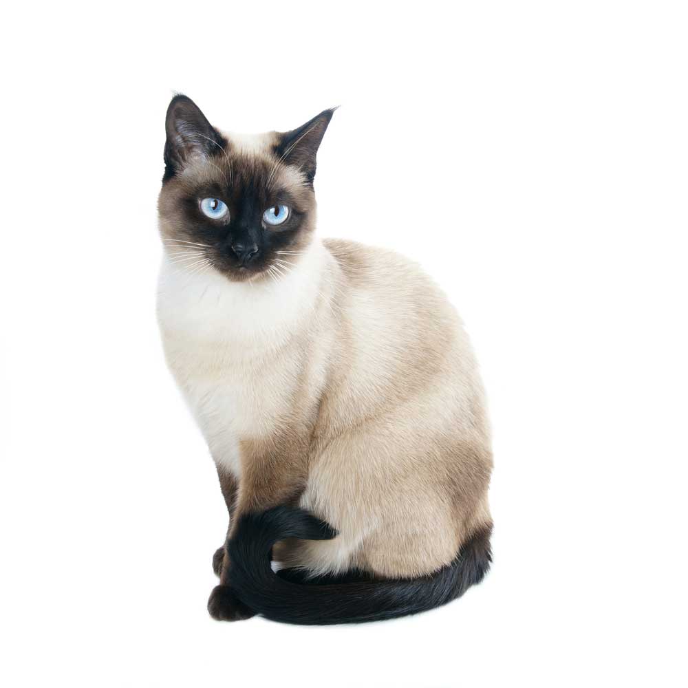 picture of Siamese cat