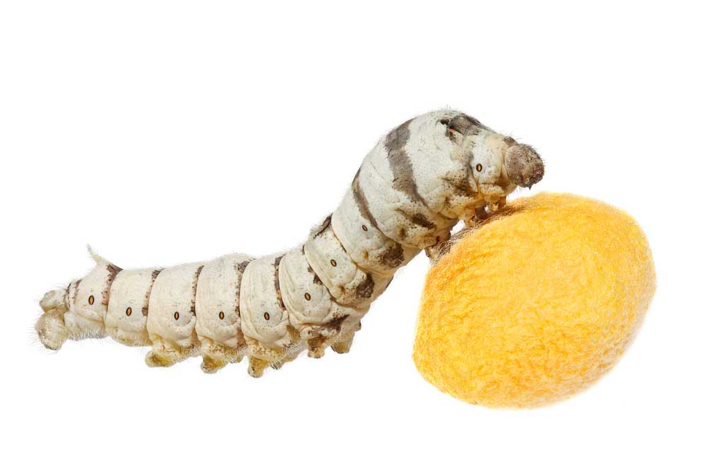 picture of silkworm