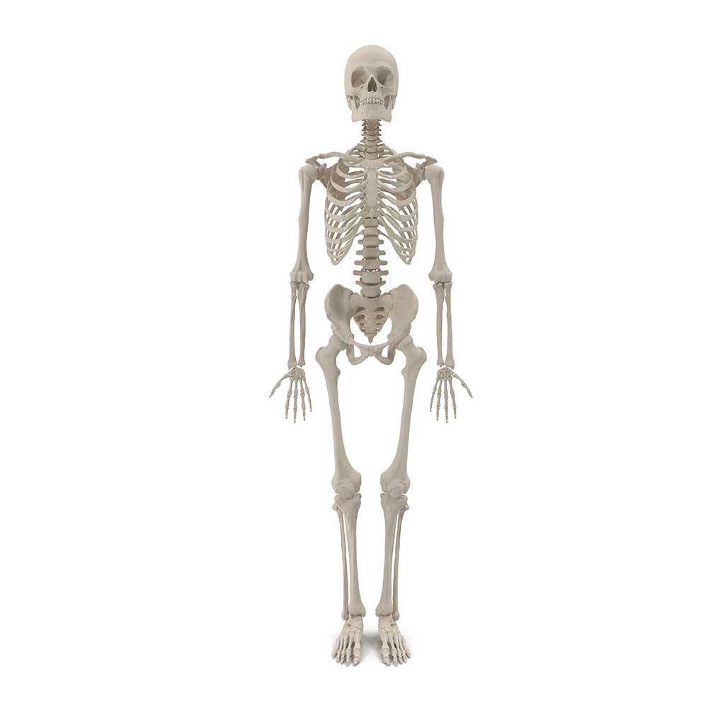 picture of skeleton