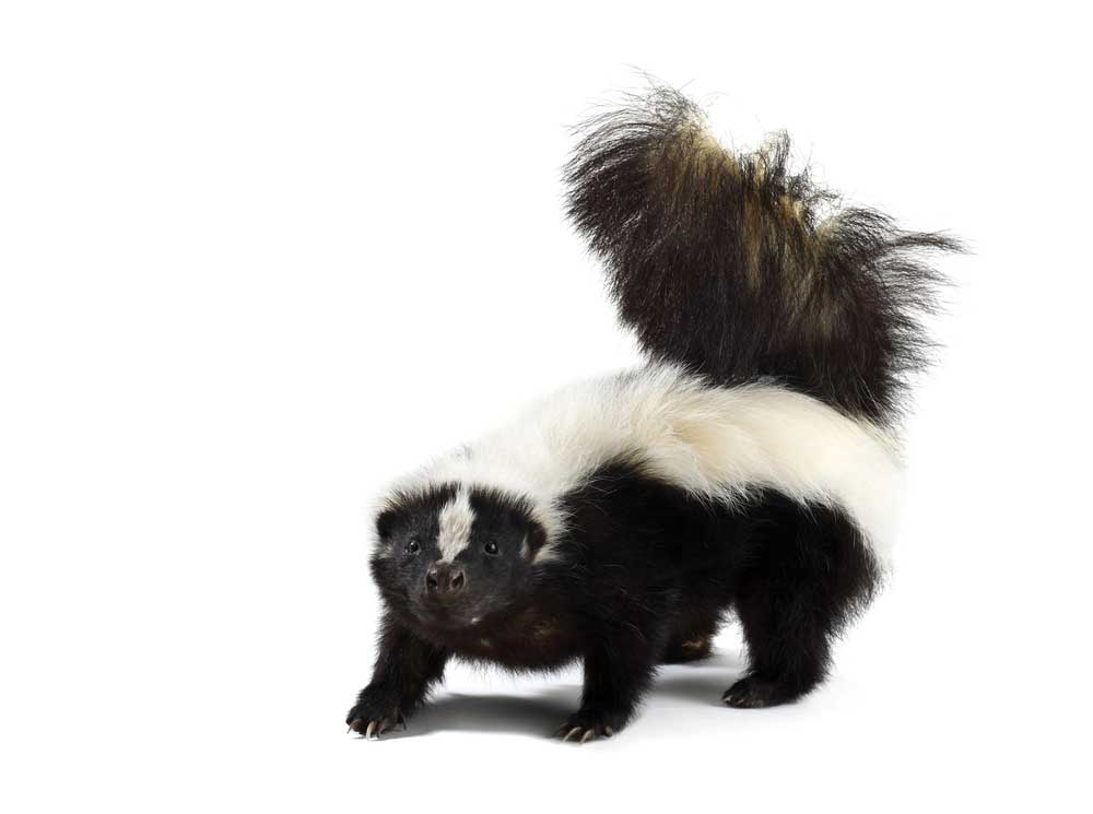 picture of skunk